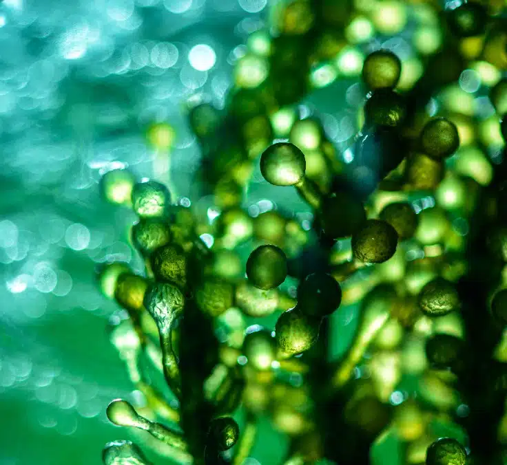 MAPFRE launches Europe’s first biomethane mutual fund