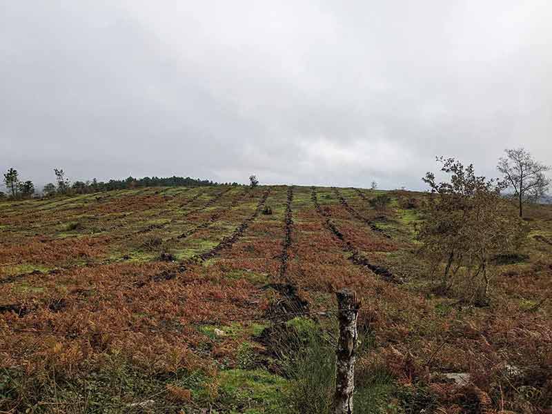 Reforestación Funespaña