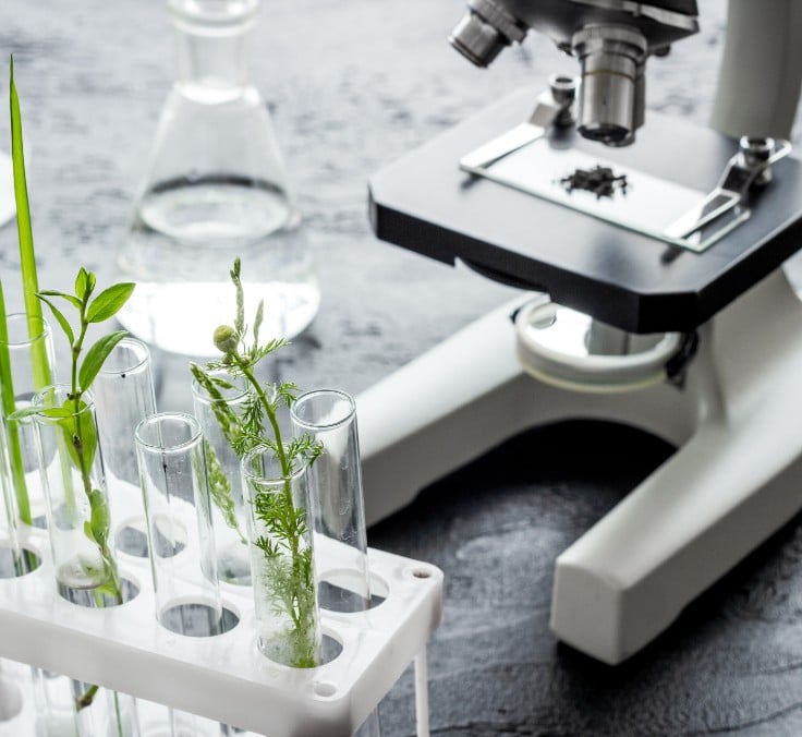 Biomimicry: Observing nature and emulating solutions in pursuit of sustainability