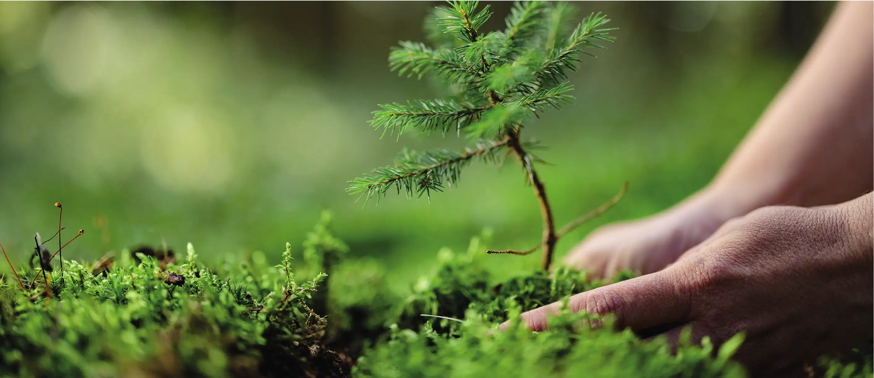 Imagen de manos plantando un árbol